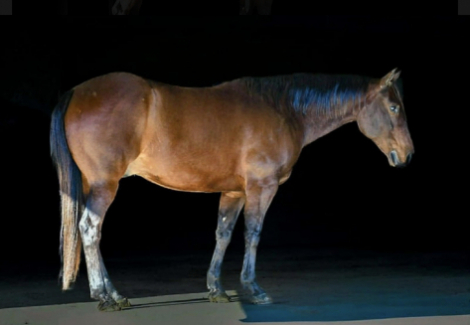 HorseID: 2309141 Blackburn Broken Bo - PhotoID: 1093470