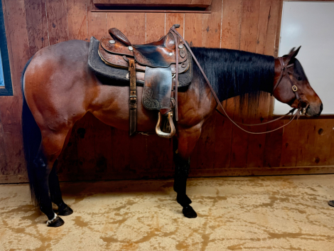 HorseID: 2309142 Certainly Im Hot - PhotoID: 1093471