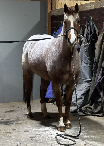 HorseID: 2309144 Bubba - PhotoID: 1093472