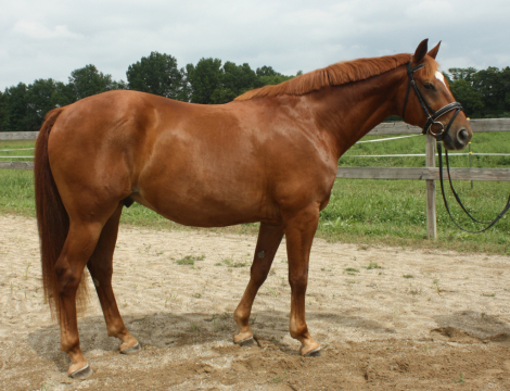 HorseID: 2309145 Angelico - PhotoID: 1093563