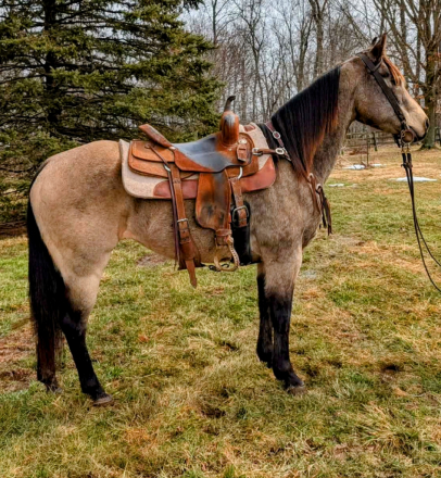 HorseID: 2309150 Misty - PhotoID: 1093476