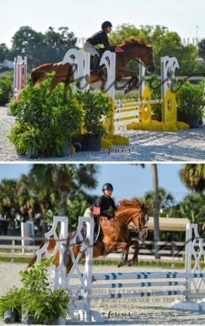 HorseID: 2309151 Leave 'Em At The Gate - PhotoID: 1093477