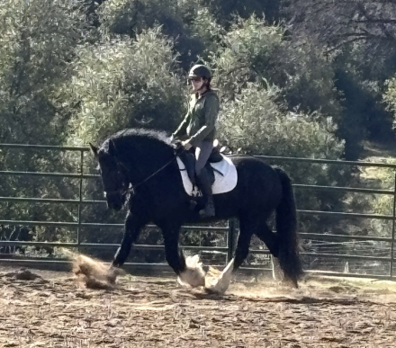 HorseID: 2309156 Violet - PhotoID: 1093488