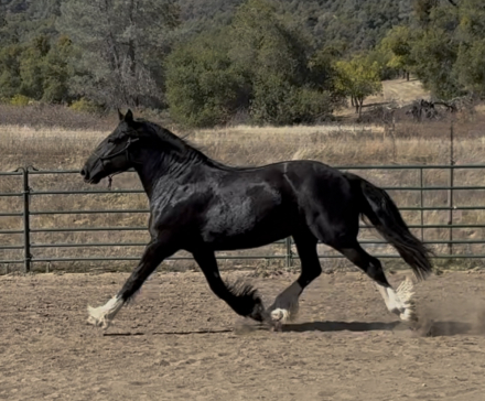 HorseID: 2309156 Violet - PhotoID: 1093489