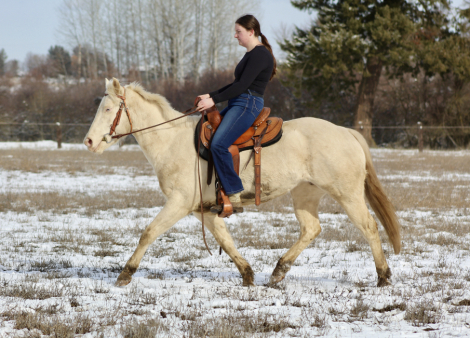 HorseID: 2309160 Millie - PhotoID: 1093670