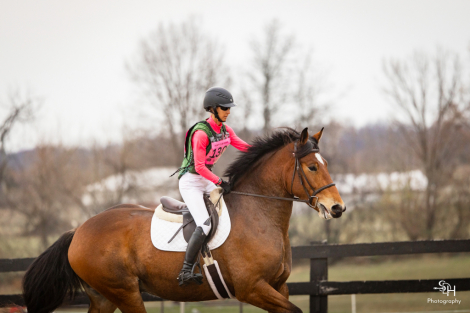 HorseID: 2309163 Sebastian - PhotoID: 1093485