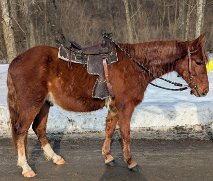 HorseID: 2309169 Bruce - PhotoID: 1093491