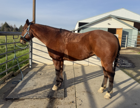 HorseID: 2309171 Bonny bright Chex - PhotoID: 1093492