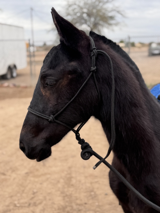 HorseID: 2309175 Sebastian - PhotoID: 1093494