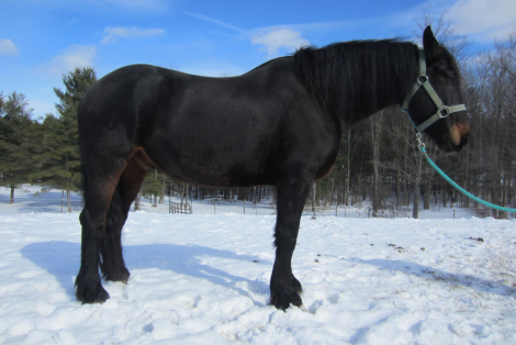 HorseID: 2309183 Gelding - PhotoID: 1093499