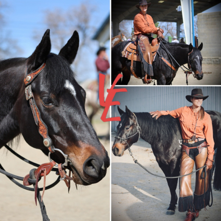 HorseID: 2309184 GR Shiney Cat - PhotoID: 1093501