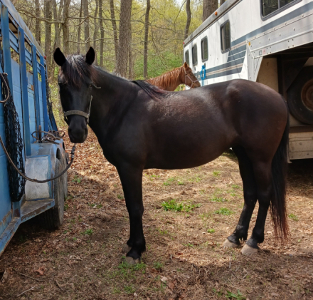 HorseID: 2309189 Neaveh - PhotoID: 1093506