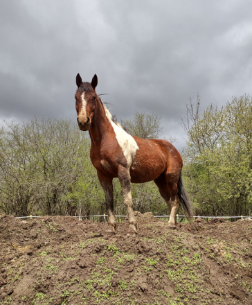 HorseID: 2309190 Archie - PhotoID: 1093508
