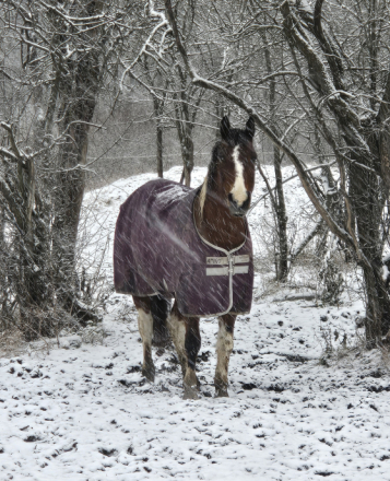 HorseID: 2309190 Archie - PhotoID: 1093509