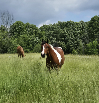 HorseID: 2309190 Archie - PhotoID: 1093510