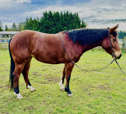 HorseID: 2309191 Pink Moscato - PhotoID: 1093553