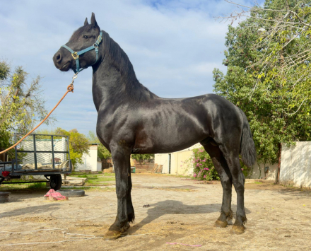HorseID: 2309194 Drako - PhotoID: 1093511