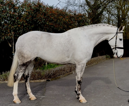 HorseID: 2309195 DUACH AMYS LADY - PhotoID: 1093512