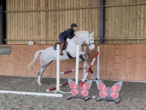 HorseID: 2309195 DUACH AMYS LADY - PhotoID: 1093514