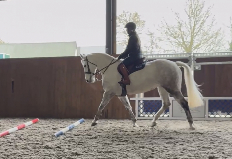 HorseID: 2309195 DUACH AMYS LADY - PhotoID: 1093516