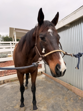 HorseID: 2309198 Nova - PhotoID: 1093518