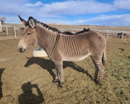 HorseID: 2309201 Zella - PhotoID: 1093519