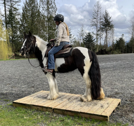 HorseID: 2309204 Moonlit Beatrice - PhotoID: 1093524