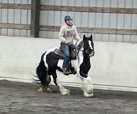 HorseID: 2309204 Moonlit Beatrice - PhotoID: 1093525