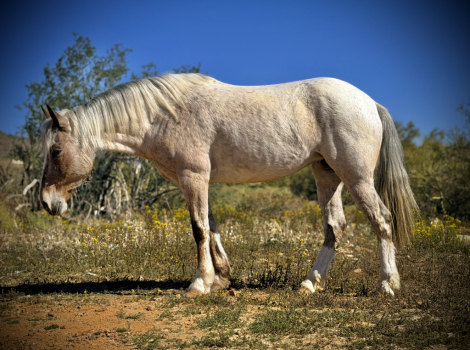 HorseID: 2309207 Leila - PhotoID: 1093529