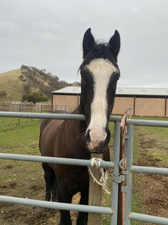 HorseID: 2309209 TOCASH CORONA - PhotoID: 1093530