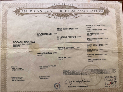 HorseID: 2309209 TOCASH CORONA - PhotoID: 1093531