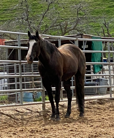 HorseID: 2309209 TOCASH CORONA - PhotoID: 1093532