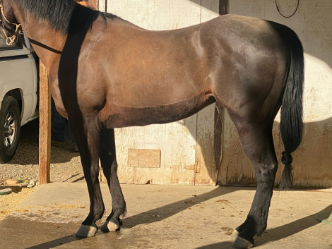 HorseID: 2309209 TOCASH CORONA - PhotoID: 1093533