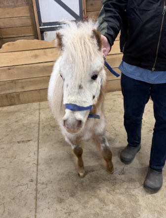 HorseID: 2309213 OWA Falabella Adonis - PhotoID: 1093549