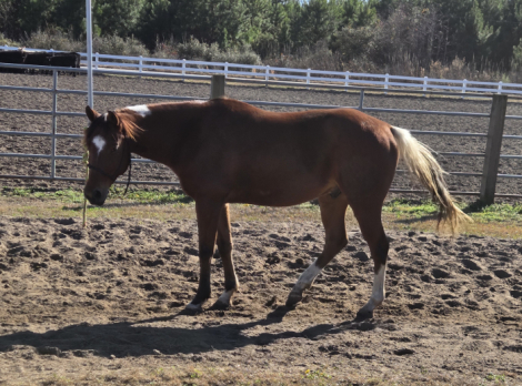 HorseID: 2309214 Skips Poco Asset - PhotoID: 1093551