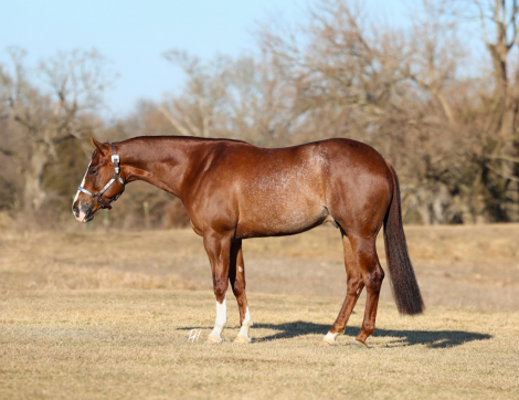 HorseID: 2309217 Electrified Yankee - PhotoID: 1093544