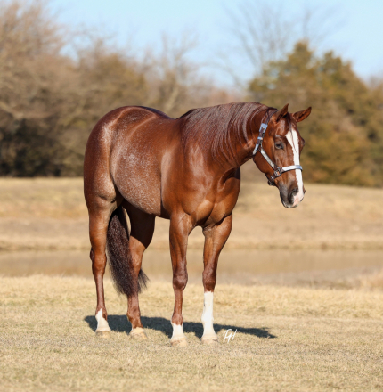 HorseID: 2309217 Electrified Yankee - PhotoID: 1093546