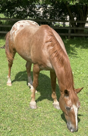 HorseID: 2309218 Buddy - PhotoID: 1093550