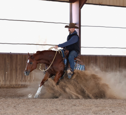 HorseID: 2309219 HOLLYWOOD RECODED - PhotoID: 1093537