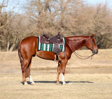 HorseID: 2309219 HOLLYWOOD RECODED - PhotoID: 1093538