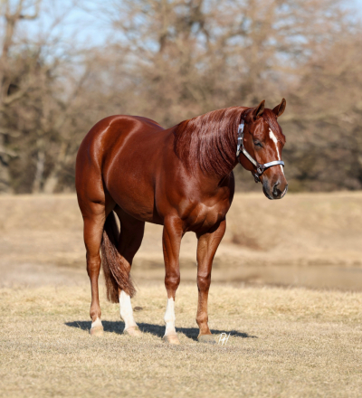 HorseID: 2309219 HOLLYWOOD RECODED - PhotoID: 1093541