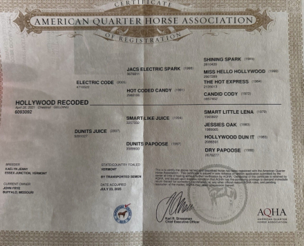 HorseID: 2309219 HOLLYWOOD RECODED - PhotoID: 1093542