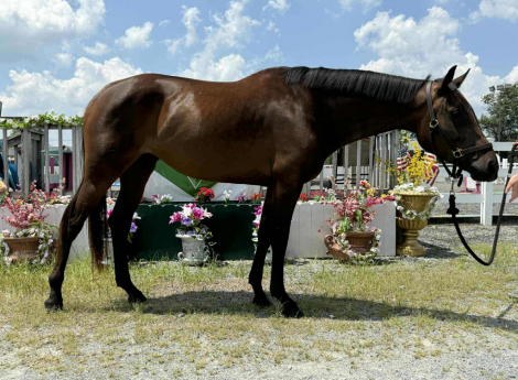 HorseID: 2309221 Sonoma - PhotoID: 1093555