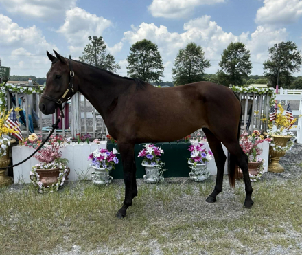 HorseID: 2309221 Sonoma - PhotoID: 1093556