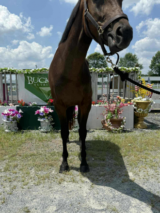 HorseID: 2309221 Sonoma - PhotoID: 1093557