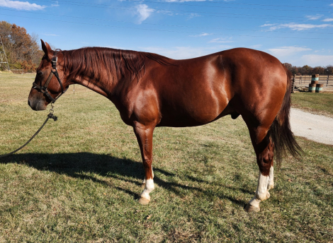 HorseID: 2309224 Electric Pepto - PhotoID: 1093552