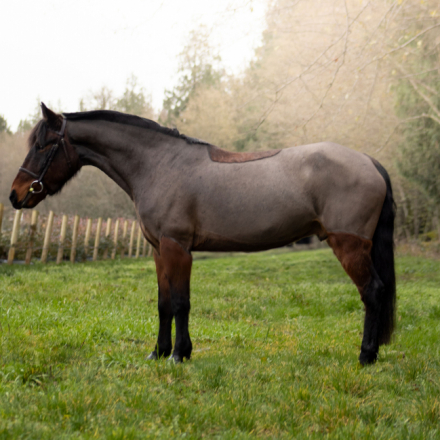 HorseID: 2309226 Brewed Awakening - PhotoID: 1093554