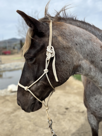 HorseID: 2309229 CCF’s Sweet N Sassy - PhotoID: 1093558