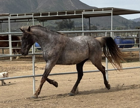 HorseID: 2309229 CCF’s Sweet N Sassy - PhotoID: 1093559