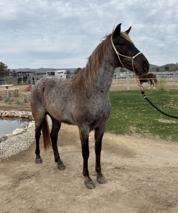 HorseID: 2309229 CCF’s Sweet N Sassy - PhotoID: 1093560